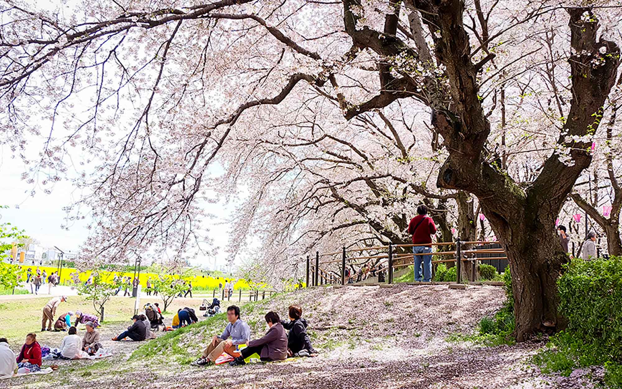  **Hanami**: mirar flores como quien aprende a estar. NamasTé Infusiones