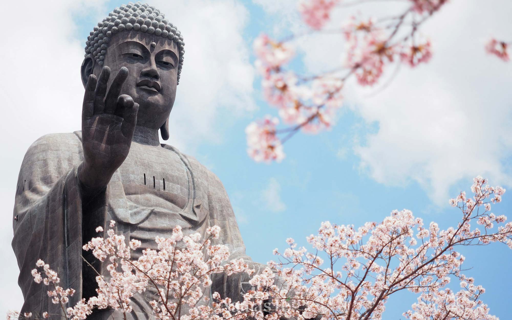 Sakura y té: la belleza efímera de la primavera